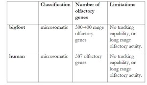 "Quick summary: both bigfoot and human can be classified as microsomatic. Both will share a similar number of olfactory genes, and a general sensitivity to the same odor molecules, albeit with some species specific divergence that will allow each to detect some odors the other can not. Neither bigfoot or humans have an ability to track an animal by its scent or has long range olfactory acuity."