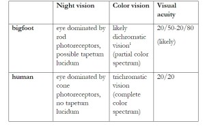 "Quick summary: bigfoot night vision is superior to human night vision; possibly the bigfoot eye has a tapetum lucidum. A human has better color vision and daytime visual acuity."