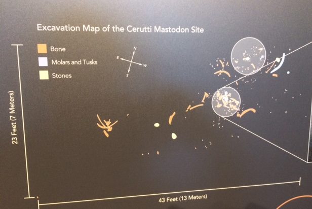 Cerutti archaeological site excavation map. Circles show location of the two anvils, with bones, molars, and tusks clustered around.