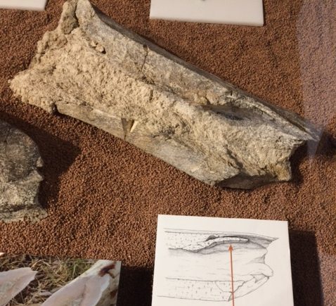 Mastodon leg bone with spiral fracture from hammer stone blow.