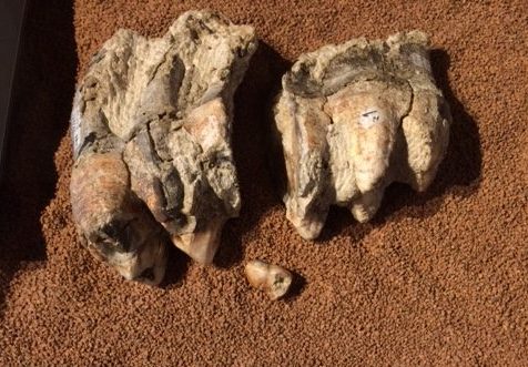 Mastodon molar was broken in two (plus one smaller fragment) from blows with hammer stone. Each piece of larger molar was found near one of the stone anvils.