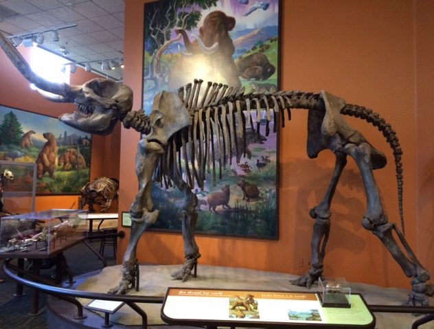 Mastodon skeleton on display.