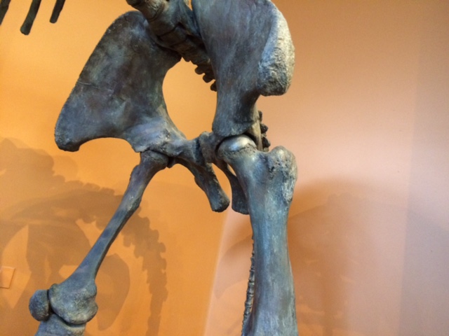 Notice femur head in intact mastodon skeleton. Removing the femur head from the larger bone required repeated forceful blows from a hammer stone with the femur balanced on an anvil stone. This was the unmodified stone tool technology utilized by the Cerutti hominins.