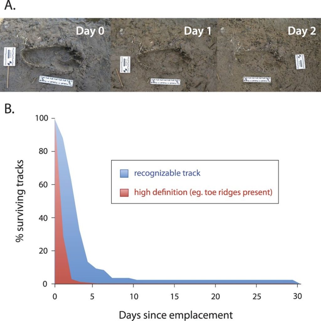 Picture and Graph of human tracks in relation to emplacement